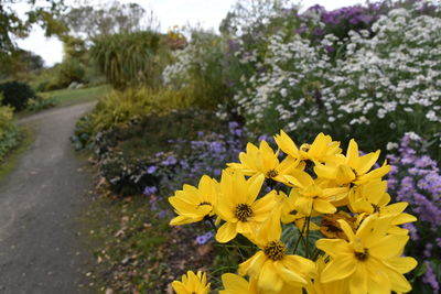 Close-up of yellow flowers growing in garden