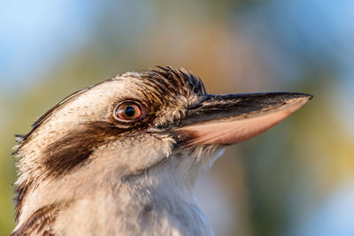 Close-up of kookaburra