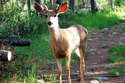 Deer standing on field