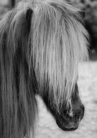 Close-up of horse on field