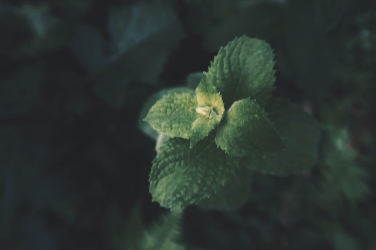 CLOSE-UP OF GREEN LEAVES