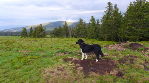 Dog on landscape against sky