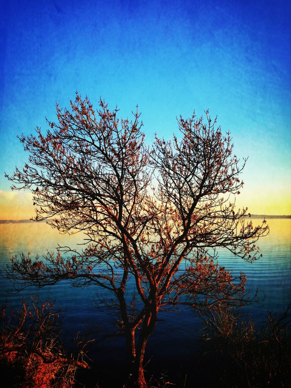 tranquility, tranquil scene, water, scenics, beauty in nature, nature, branch, tree, clear sky, bare tree, blue, lake, sky, idyllic, silhouette, sunset, reflection, copy space, outdoors, sea