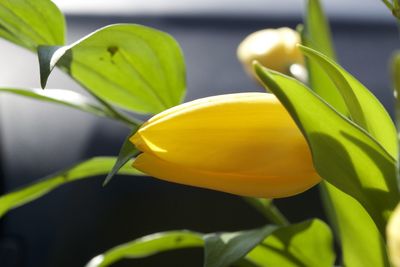 Close-up of yellow flower