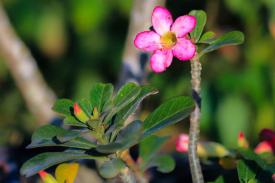 Close-up of pink flowers blooming outdoors