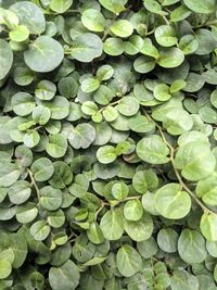 Full frame shot of leaves