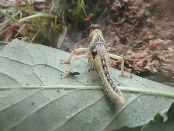 Close-up of insect