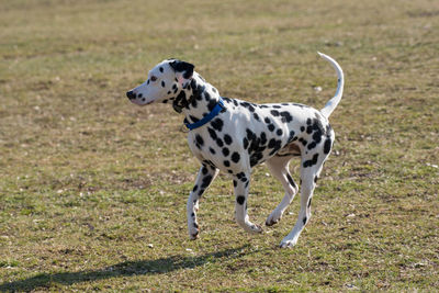 Dog on grass