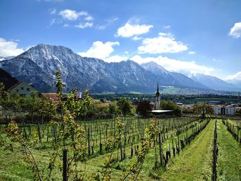 Scenic view of vineyard against sky