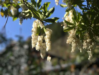 Close-up of white cherry blossom tree