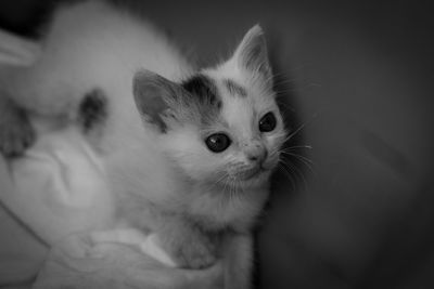 Close-up of cat looking away