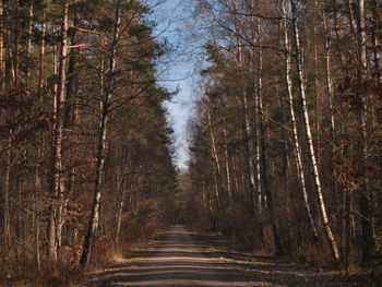 Dirt road amidst trees in forest