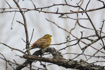 Low angle view of bird perching on tree