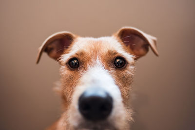 Close-up portrait of dog against brown background