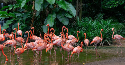 View of birds in lake