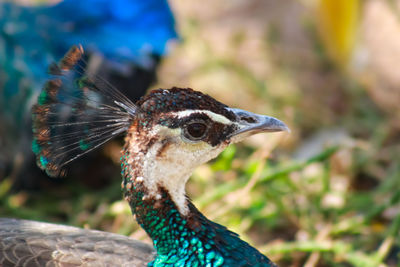 Close-up of a bird