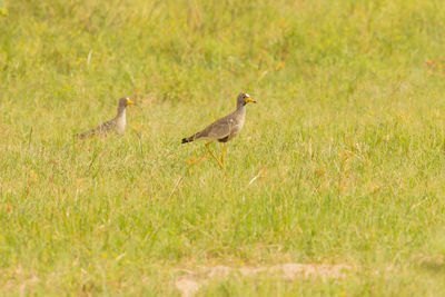 Bird perching on a field