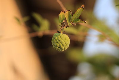 Close-up of fruit growing on plant