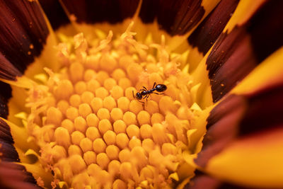 Close-up of insect on flower
