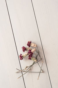 High angle view of flowering plant on table