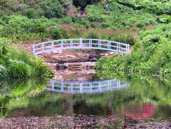 Reflection of trees in water