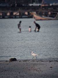 Seagulls on beach