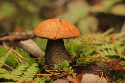 Close-up of mushroom growing on field