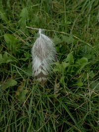 Close-up of a bird on grass