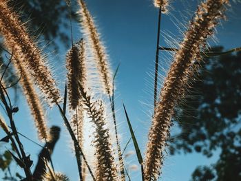 Low angle view of stalks against sky