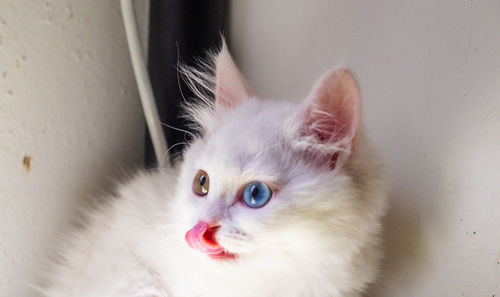 Close-up portrait of white cat at home