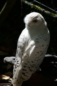 Close-up of bird perching outdoors