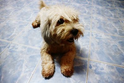 High angle view of dog sitting on floor