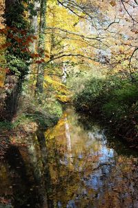 Reflection of trees in water