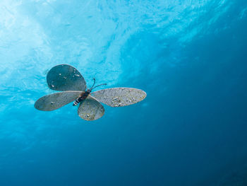 High angle view of jellyfish in swimming pool