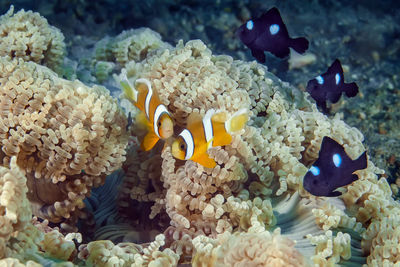 View of fishes swimming in sea