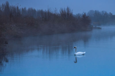 Swan swimming in lake