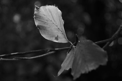 Close up of leaf