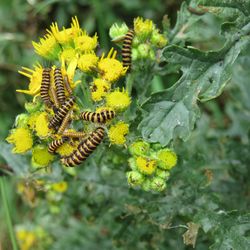 Close-up of yellow flowering plant