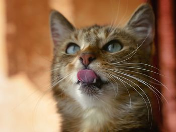 Close-up of cat at home