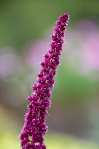 Close-up of purple flowering plant on field