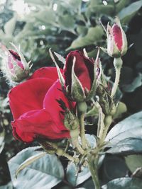Close-up of red hibiscus blooming outdoors