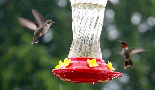 Close-up of bird flying over water