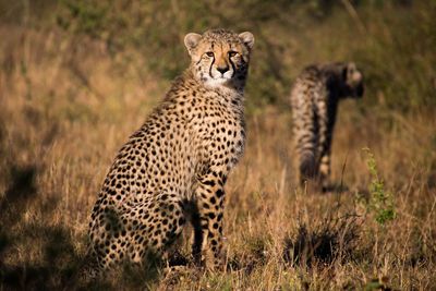 View of a cheetah on field