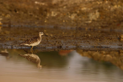 Sandpiper searching for food in the river