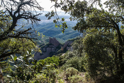 Scenic view of trees and mountains