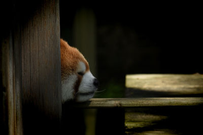 Close-up of a sleeping red-panda