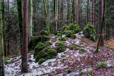 View of tree in forest