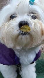 Close-up portrait of white dog