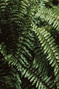 Green palm leaf. summer tropical jungle natural background