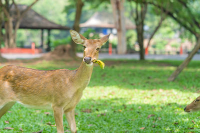 Deer standing on field